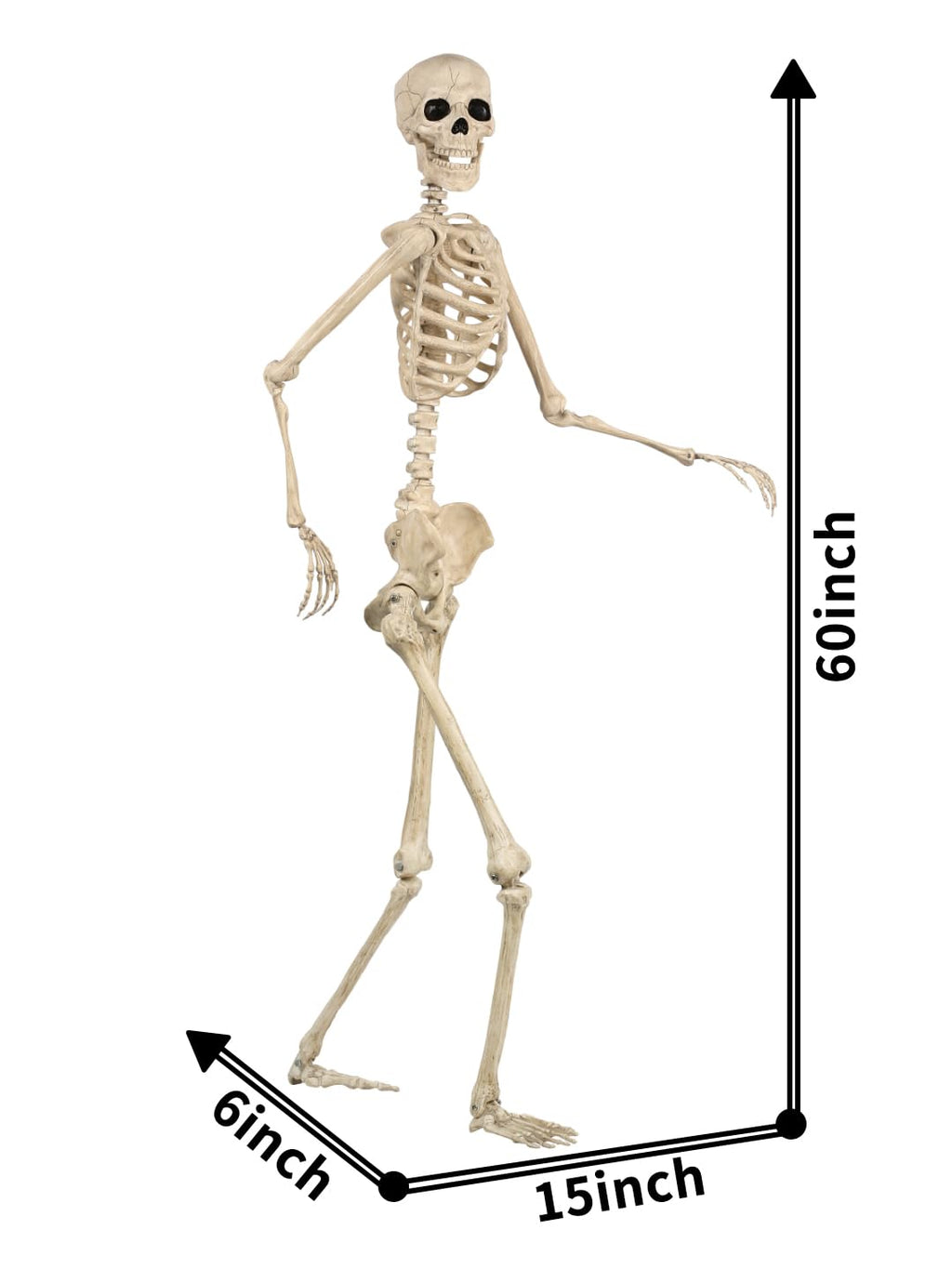 5FT Life Size Posable Skeleton K232437