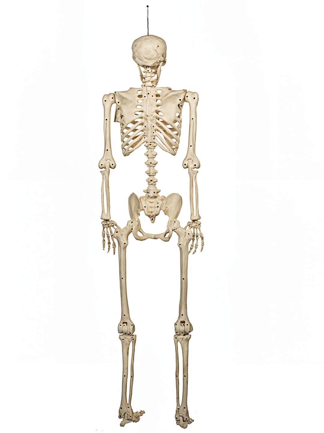 5FT Life Size Posable Skeleton K232437