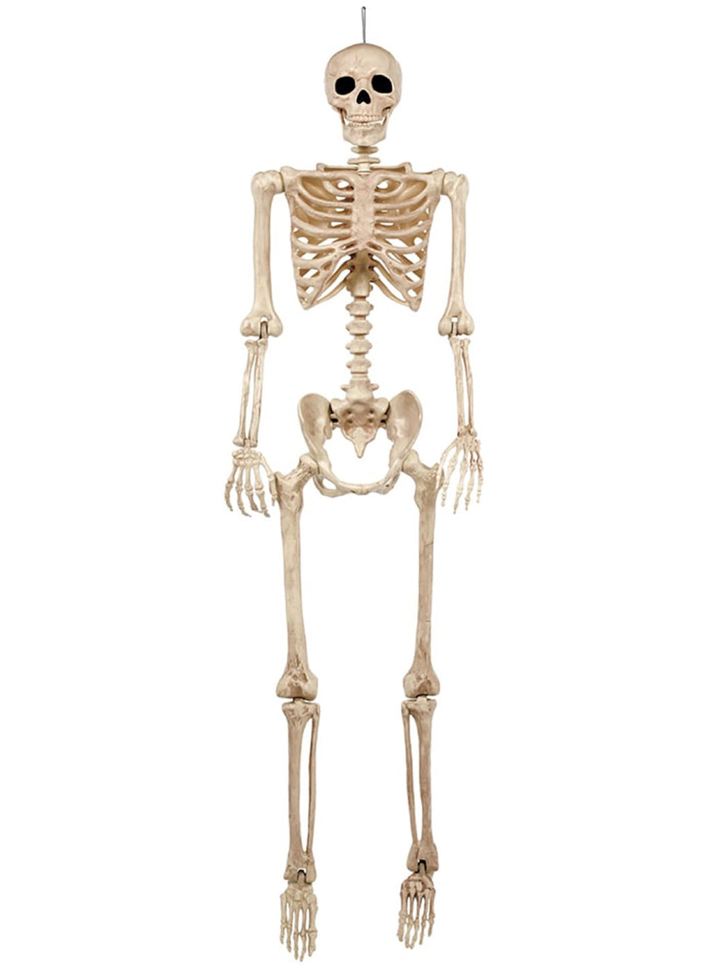 5FT Life Size Posable Skeleton K232437