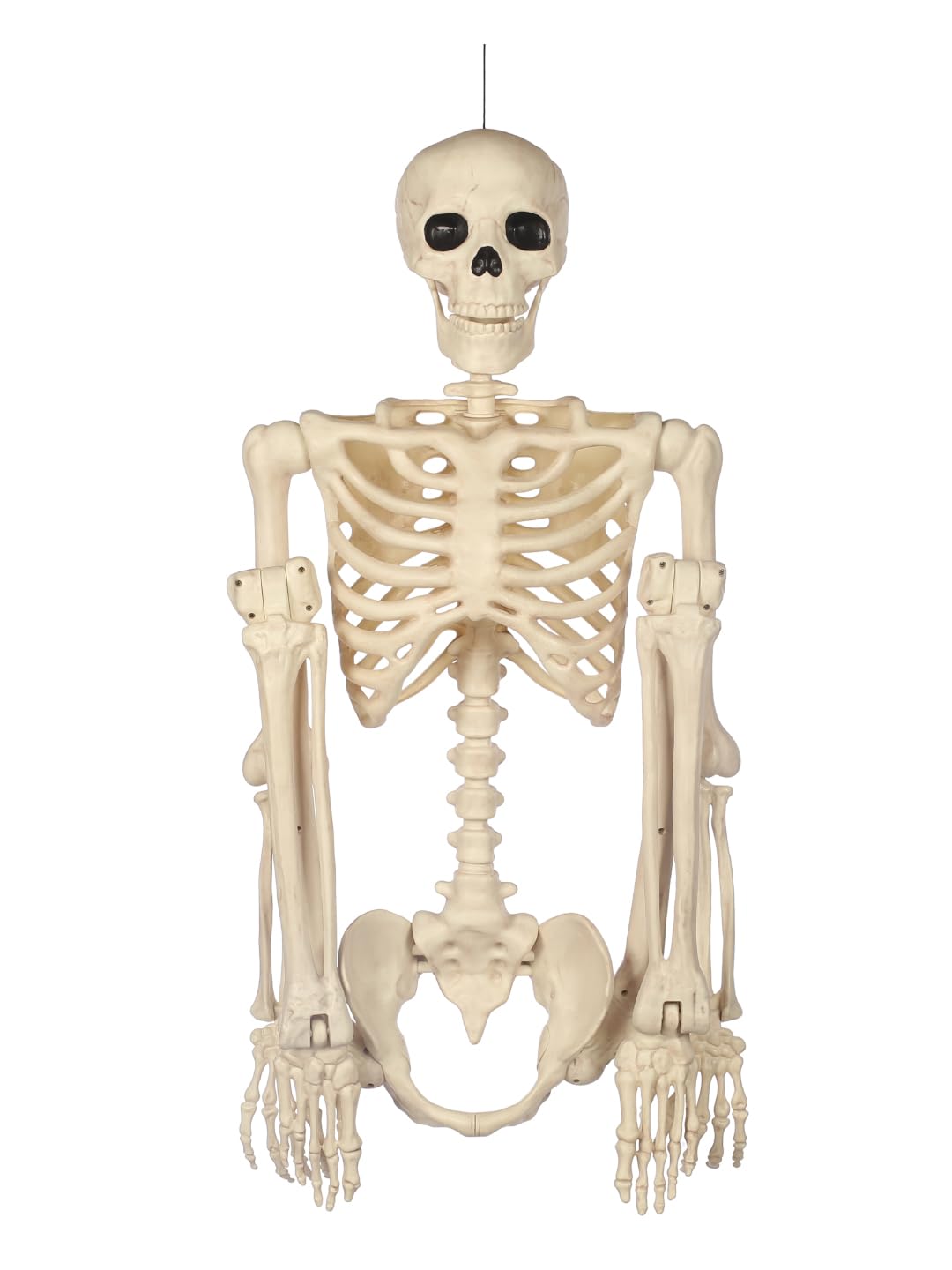 5FT Life Size Posable Skeleton K232437