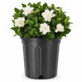 Gardenia Jasminoides 3 Gallon Live Shrub E70104