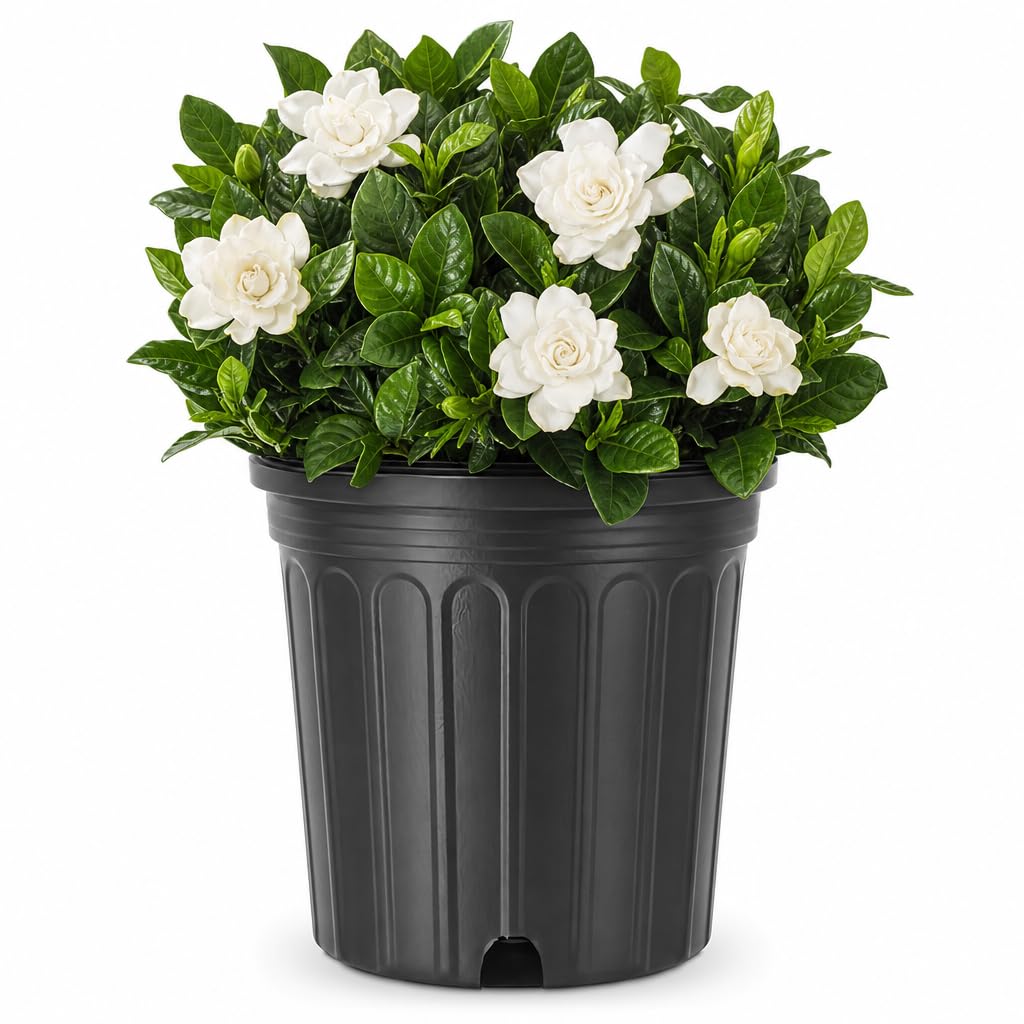 Gardenia Jasminoides 3 Gallon Live Shrub E70104