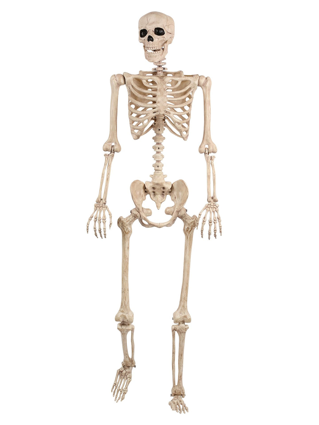 5FT Life Size Posable Skeleton K232437