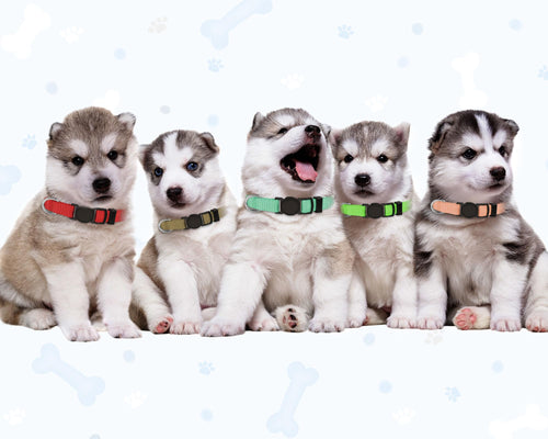 20 PCS Nylon Breakaway Puppy Collars T468389
