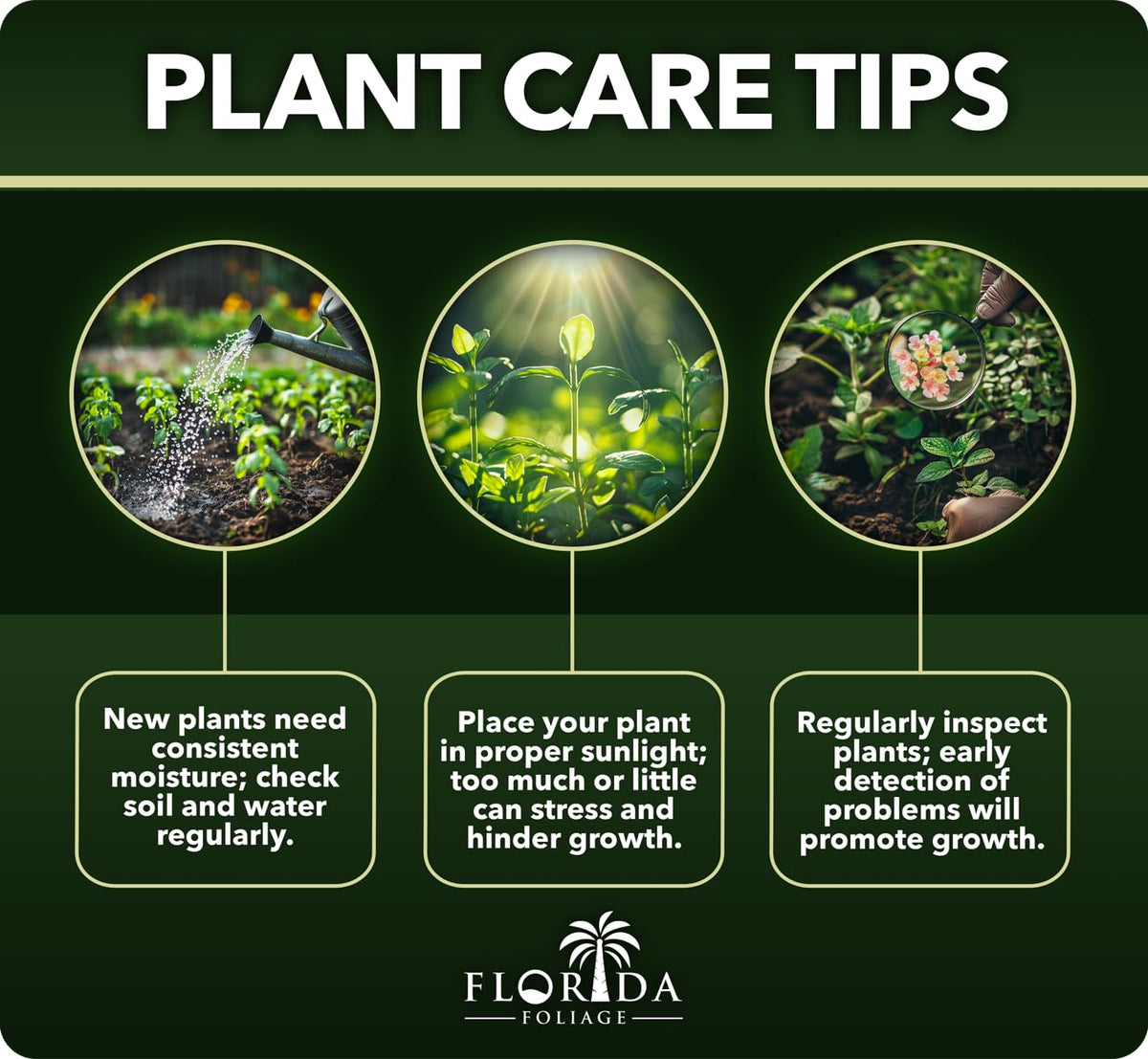 Gardenia Jasminoides 3 Gallon Live Shrub E70104